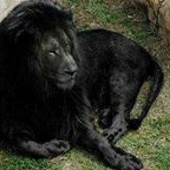 Gentlebeast Forshore