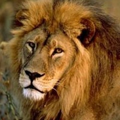 Bertho Nico Claesen Cadet