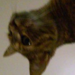 user293160996