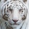 bubbles_the_white_tiger