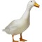 Roboduck