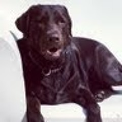 labradorstyle