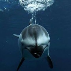 Amaro Benítez Paniagua