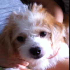 Hai-Meng Jennifer Sit