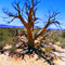 MoabTree