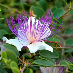 CappariS