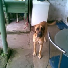 Renato moreira guedes