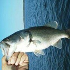 Michael Williams 621