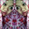 aswndaa