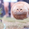 CatLover100