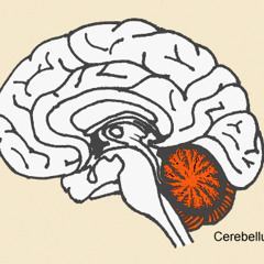 Mr. Brain