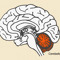 Mr. Brain