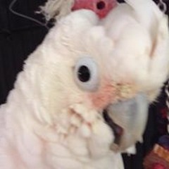 รวมเพลง