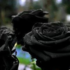 Omar Ammar 16