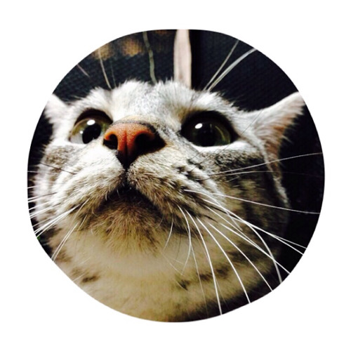 telecats.jr’s avatar