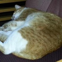 Xristina Mixalia Psomaki