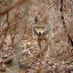 Daniel Hernandez 788