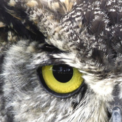 1iveowl