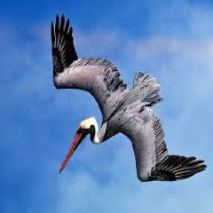 Pelican Swag