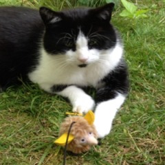 Dr Virginia Anderson