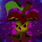 Poisoned-Apple