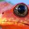 RedFrog42
