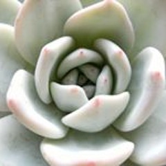 chabshira_peace