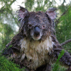 Wet Koala