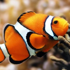 clownfish305
