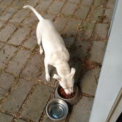 Tyler Kane Wilson-Hardy