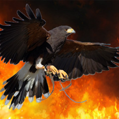 HawkMakesHavoc