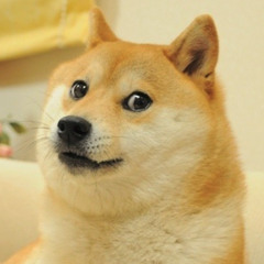 Calamitydoge