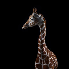 Sebastian Waage Løken