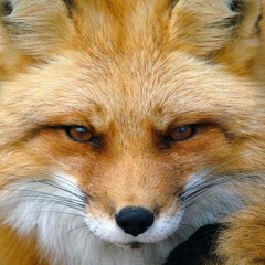 fox_4ever