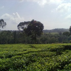 dhenssurya