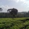 dhenssurya