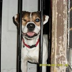 Zantrice Johnson-Williams