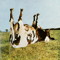 Stonedcow