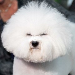 bindidog