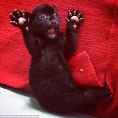 awildyalehasappeared