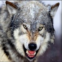 Sebastian Wolf Witczak