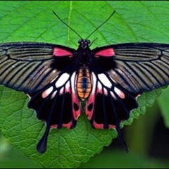 Butterfly Rambler