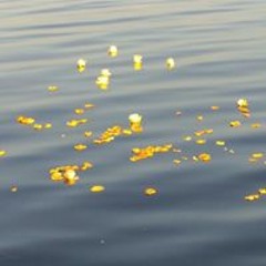 Charissa Schierer Zeuli