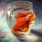 G♡ldfish