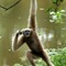 Irie the Gibbon