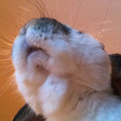 Temple of the Dead Moth