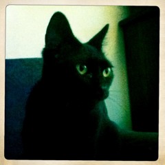 Cats in Orbit