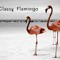 The Classy Flamingo