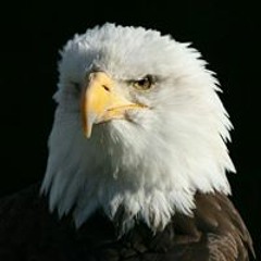 العراف