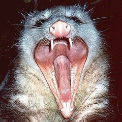 O'Possum